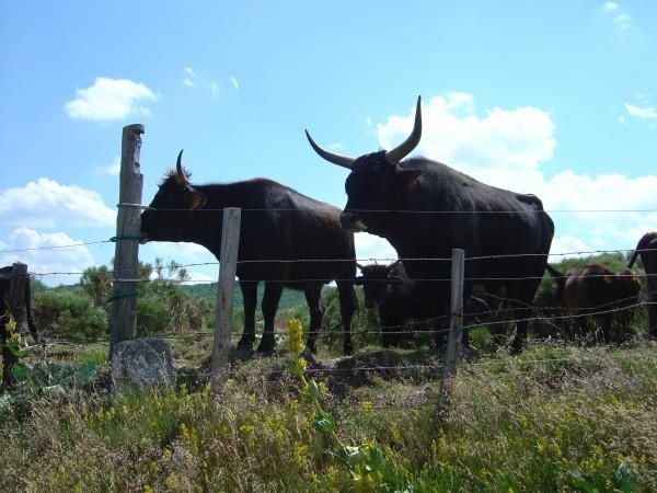 aurochs Dsc01406