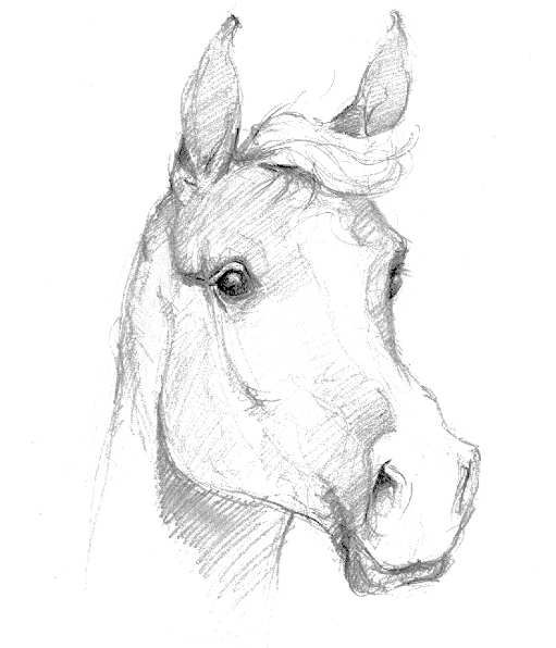 dessin facile de cheval