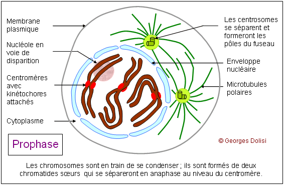 Dans le cytoplasme dÃ©but de formation du fuseau Ã  partir du ...