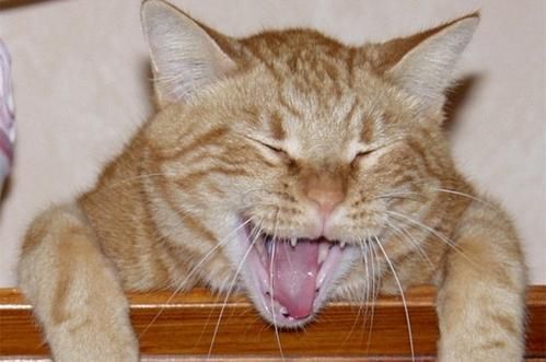 mort-de-rire.jpg