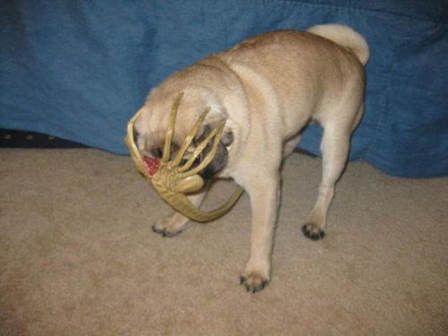 pug-dog-alien-face-hugger-12991176209.jpg