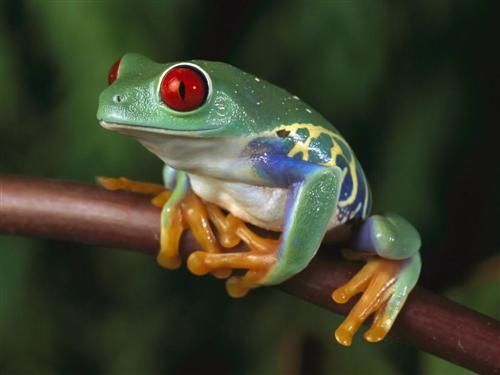 grenouille-colore.jpg