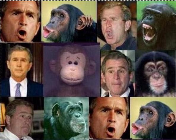 bush-le-singe.jpg