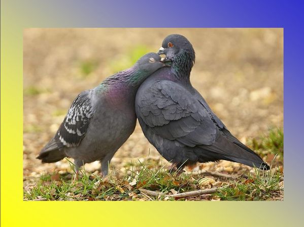 pigeons-tendresse.jpg